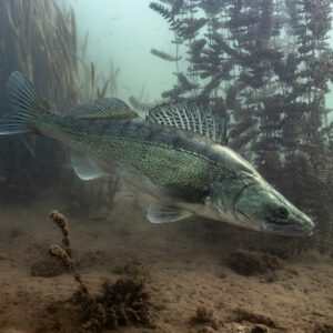 Zander gliding down past an aquatic plant thicket, Lake Salagou, Hérault, France