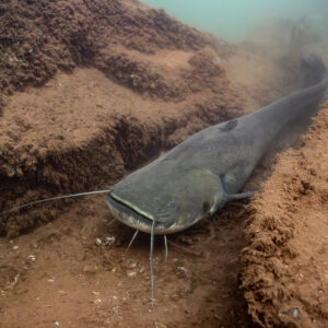 Wels catfish in a crevice between red clay banks, Lake Salagou, Hérault, France