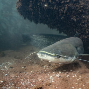Two wels catfish under a clay overhang, one facing the camera, Lake Salagou, Hérault, France