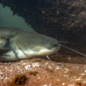 Wels catfish close-up under a clay overhang, profile view, Lake Salagou, Hérault, France