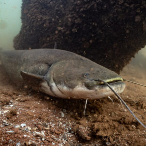 Wels catfish stirring red sediment under an overhang, Lake Salagou, Hérault, France