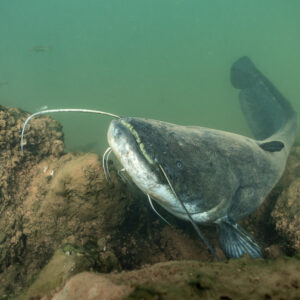 Wels catfish turning among submerged rocks, tail raised, Lake Salagou, Hérault, France
