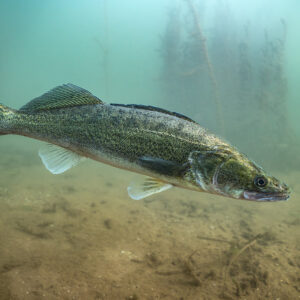Zander swimming in profile over a silty bottom, fins spread, Lake Salagou, Hérault, France