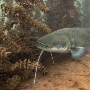 Wels catfish emerging from a thicket of aquatic plants, Lake Salagou, Hérault, France