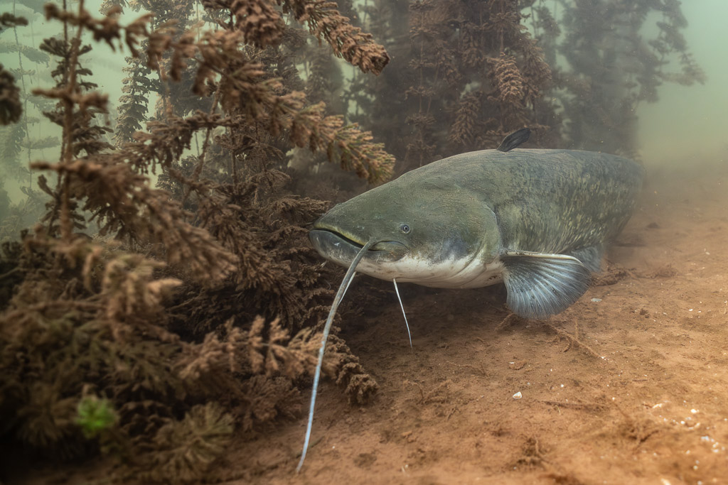 Wels catfish emerging from a thicket of aquatic plants, Lake Salagou, Hérault, France