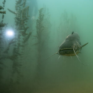 Wels catfish swimming head-on in green water, sun behind the plants, Lake Salagou, Hérault, France