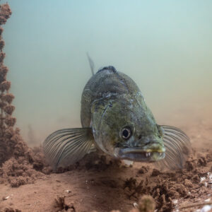 Zander facing the camera over the bottom, pectoral fins spread, Lake Salagou, Hérault, France