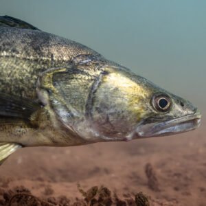 Close-up of a zander head and eye in profile, Lake Salagou, Hérault, France