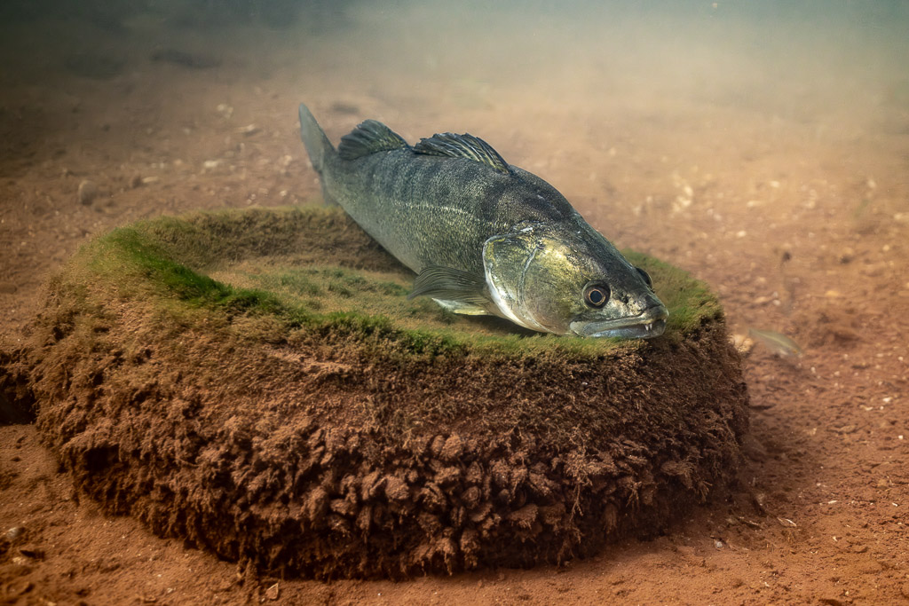 Zander resting on a round moss-covered mound on the bottom, Lake Salagou, Hérault, France