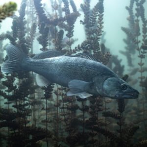 Zander swimming through a dark forest of aquatic plants, Lake Salagou, Hérault, France