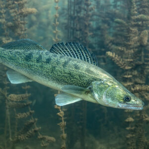 Zander in profile among plant stems, dorsal fin raised, Lake Salagou, Hérault, France