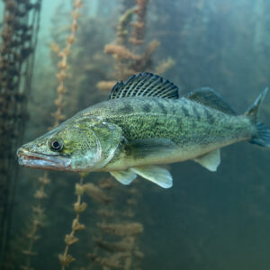 Zander swimming toward the camera among plant stems, dorsal fin raised, Lake Salagou, Hérault, France