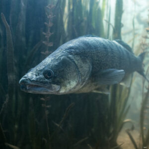 Zander head-on in front of reeds in dim green water, Lake Salagou, Hérault, France