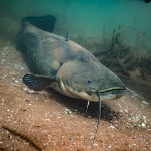 Wels catfish lying on a reddish sandy bottom, barbels forward, Lake Salagou, Hérault, France