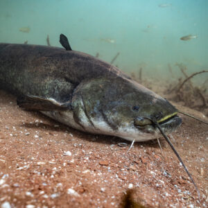 Wels catfish resting on red sand with small fish behind, Lake Salagou, Hérault, France