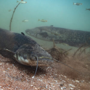 Two wels catfish on the bottom with small fish above, Lake Salagou, Hérault, France
