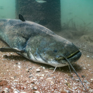 Wels catfish on the bottom near a submerged pillar, Lake Salagou, Hérault, France