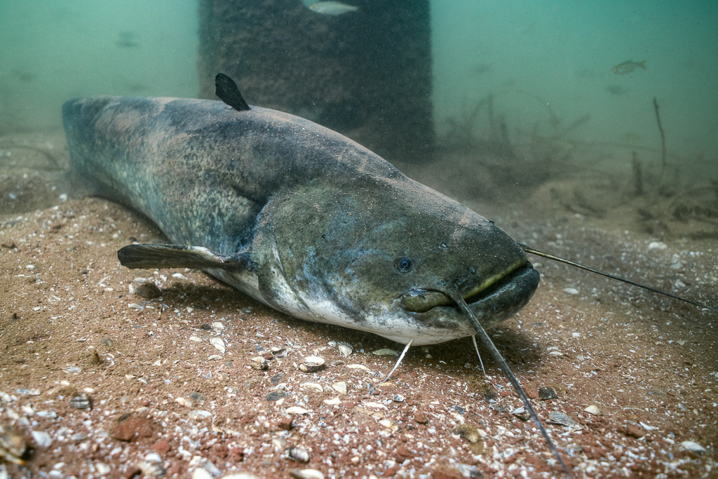Wels catfish on the bottom near a submerged pillar, Lake Salagou, Hérault, France