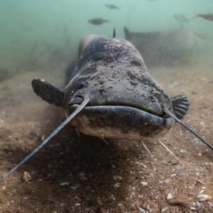 Wels catfish head-on over the bottom, barbels spread wide, Lake Salagou, Hérault, France