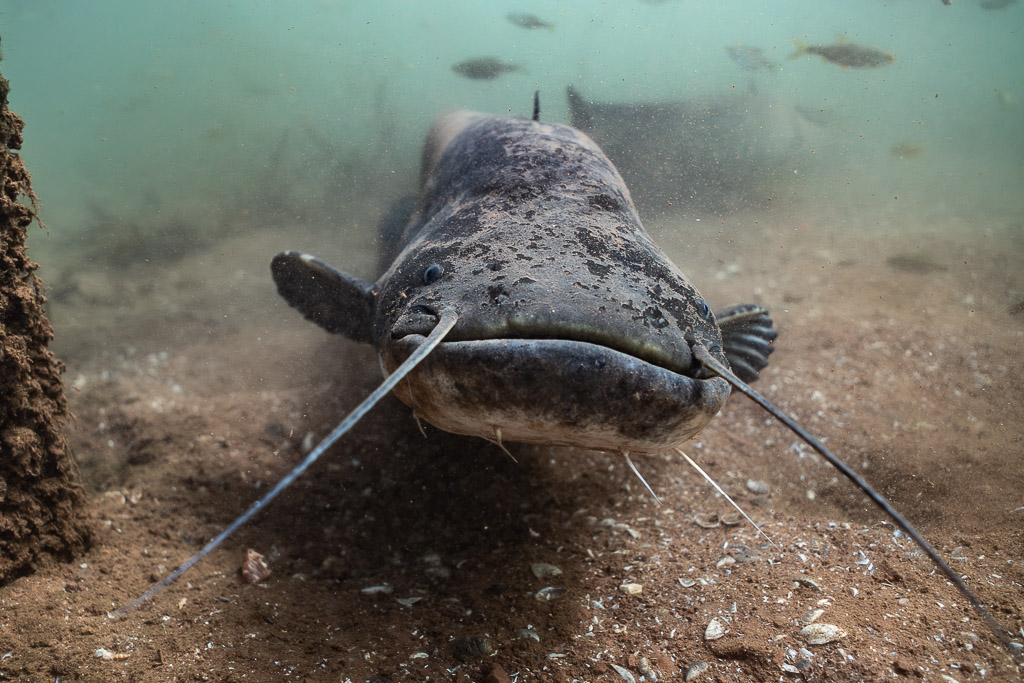 Wels catfish head-on over the bottom, barbels spread wide, Lake Salagou, Hérault, France