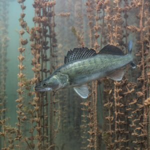 Zander swimming among tall plant stems, dorsal fin raised, Lake Salagou, Hérault, France