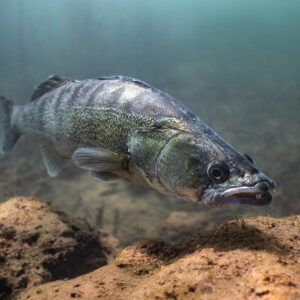 Zander gliding over rocks toward the camera, Lake Salagou, Hérault, France