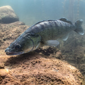 Zander swimming down along a submerged rock, Lake Salagou, Hérault, France