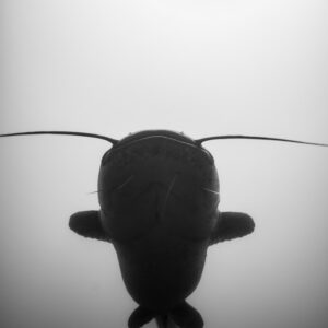 Black-and-white silhouette of a wels catfish seen from below, vertical frame, Lake Salagou, Hérault, France