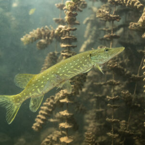 Brochet juvénile immobile parmi les plantes aquatiques, lac du Salagou, Hérault, France
