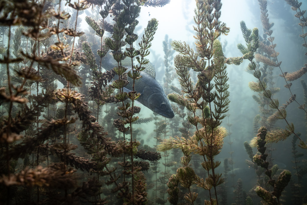 Zander half hidden behind aquatic plants, seen from below, Lake Salagou, Hérault, France
