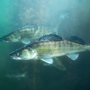 Two zander swimming together in turquoise water, Lake Salagou, Hérault, France
