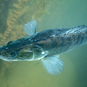Zander swimming in green water, seen from below, Lake Salagou, Hérault, France