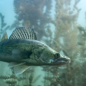 Zander with raised dorsal fin among aquatic plants, Lake Salagou, Hérault, France