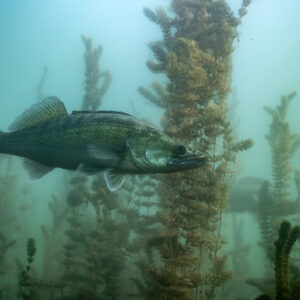 Zander swimming in profile in front of plant stems, Lake Salagou, Hérault, France