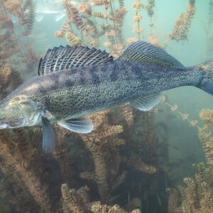 Zander in profile with spiny dorsal fin raised against plants, Lake Salagou, Hérault, France