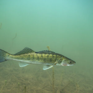 Zander swimming low over a silty plant-strewn bottom, Lake Salagou, Hérault, France