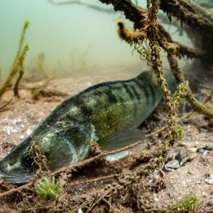 Zander lying among submerged branches and shells on the bottom, Lake Salagou, Hérault, France