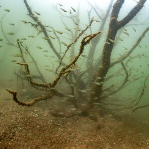 Small fish schooling around a submerged dead tree, Lake Salagou, Hérault, France