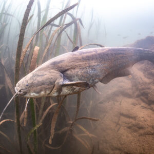 Wels catfish swimming along reeds beside a red clay bank, Lake Salagou, Hérault, France