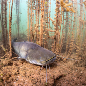 Wels catfish resting on red soil among plant stems, Lake Salagou, Hérault, France