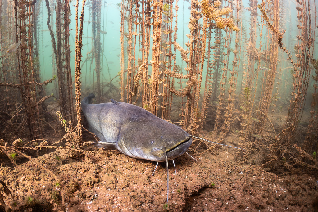 Wels catfish resting on red soil among plant stems, Lake Salagou, Hérault, France