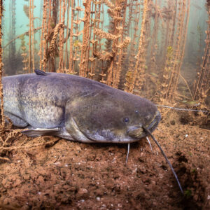 Wels catfish lying on red soil in an aquatic plant forest, Lake Salagou, Hérault, France