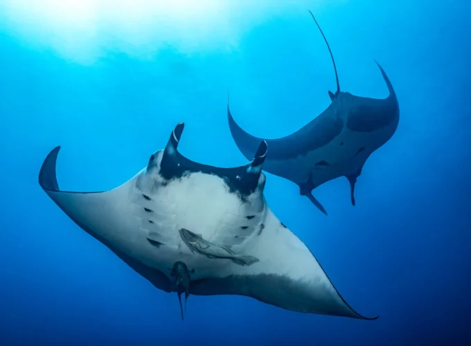 subphoto-couverture-requins-raies