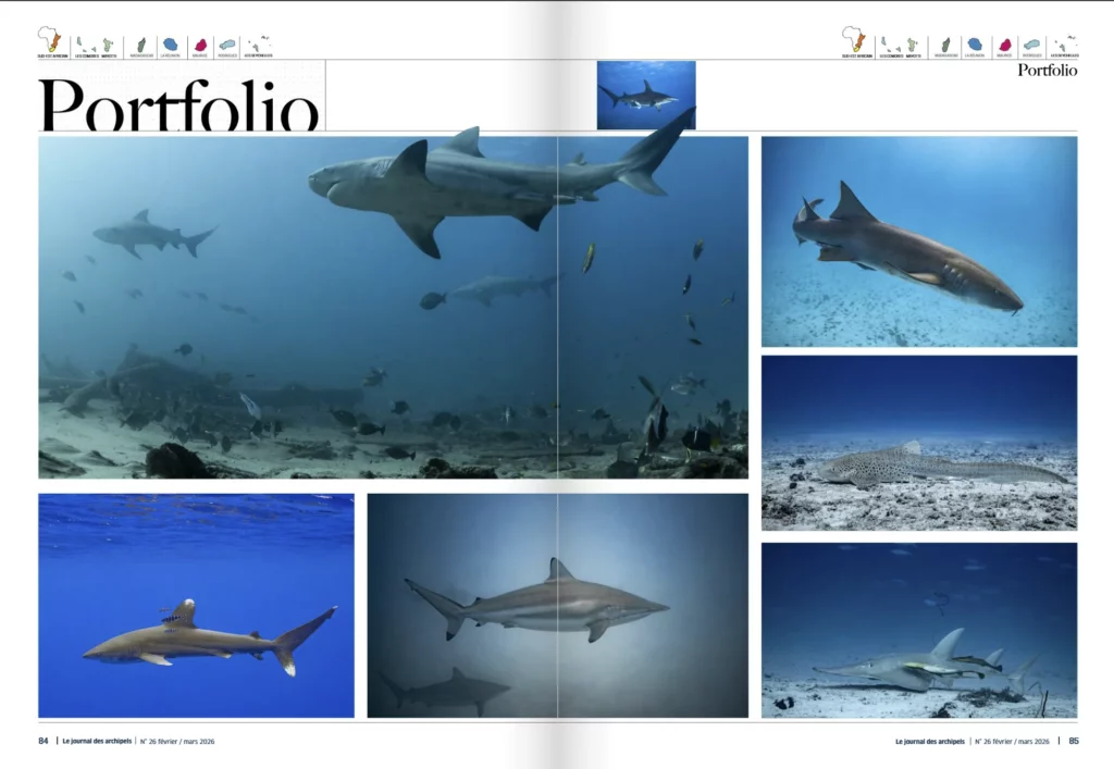 Portfolio requins, Archipels n° 26